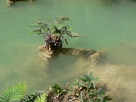 Plants: image 1 0f 4 thumb