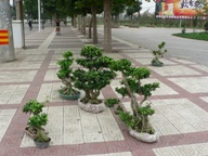 Plants: image 1 0f 4 thumb